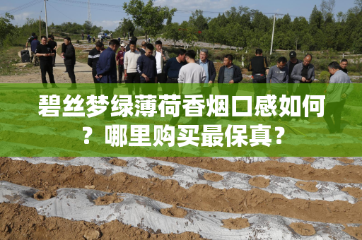 碧丝梦绿薄荷香烟口感如何？哪里购买最保真？
